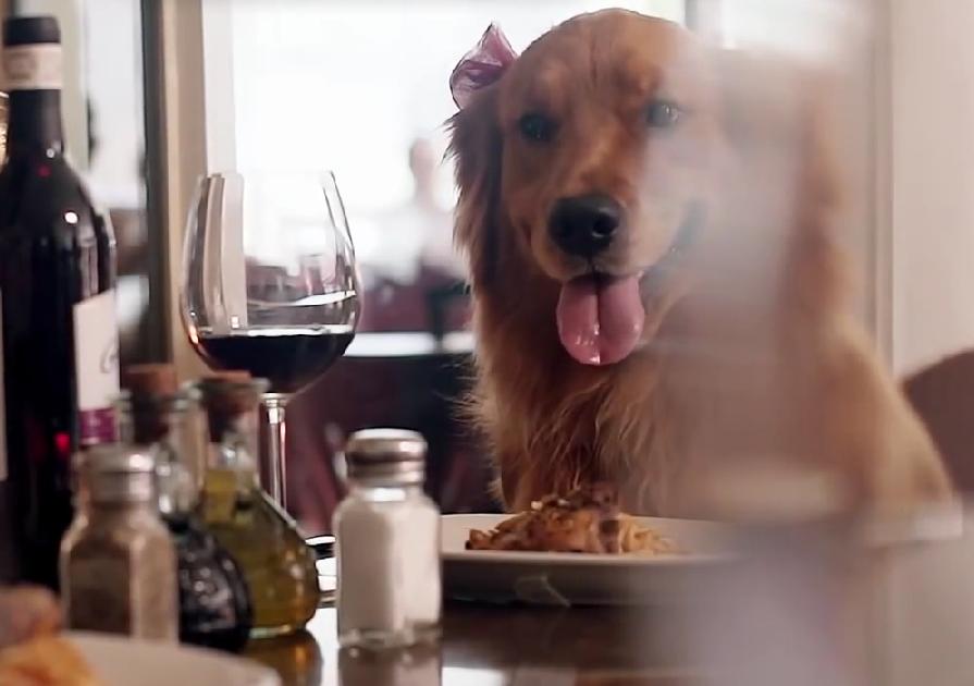 Golden Retriever Is Being Super Cute In This Valentine’s Day Video!