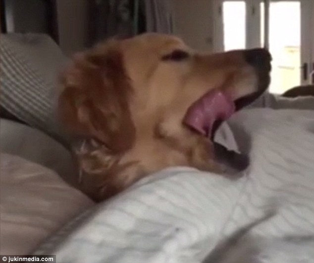 Silly Golden Retriever Refuses To Wake Up!