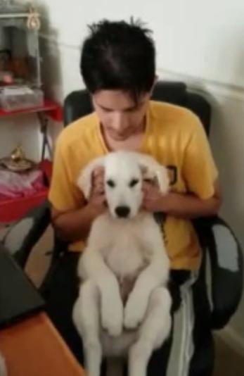 Golden Retriever Puppy Is Getting A Head Massage And LOVING It!