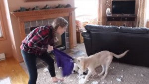 Mischievous Golden Retriever Puppy Gets Teenage Girl Into Trouble!