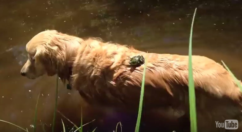 Does This Golden Retriever Know She’s Being Used For Ride?