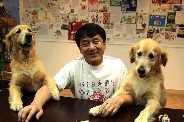 Jackie Chan Posts The Perfect Sentence Which Describes The Golden Retriever Breed!