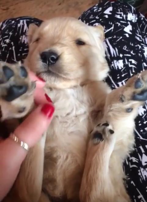 Golden Retriever Puppy Enjoys Belly Rubs!