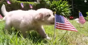 Adorable Golden Retriever Puppies Show Their Patriotism!