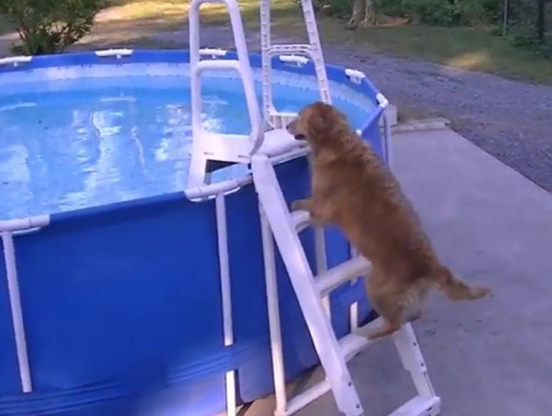 Watch How This Golden Retriever Learned How To Climb Steps And Enter The Swimming Pool On His Own!