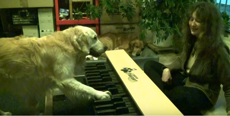Golden Retriever With Perfect Pitch Plays A Cute Song With His Best Friend!