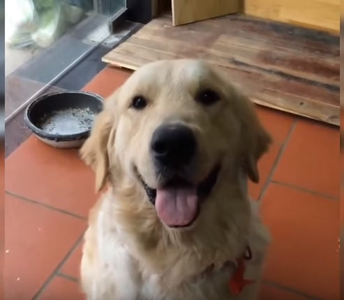 This Is The Funniest And Cutest Golden Retriever Videos Compilation For 2016!