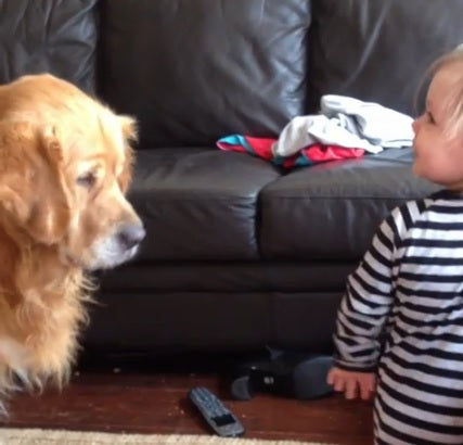 This Little Girl Loves Giving Her Golden Retriever A Treat!