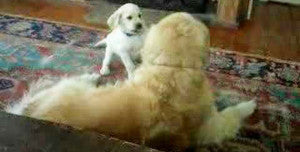 Golden Retriever Is Having Some Fun With A Little Lab Puppy!