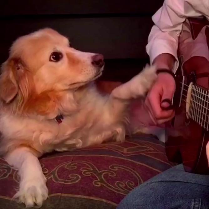 Golden Retriever Holds His Owner's Hand While Listening To The Sam Smith - Stay With Me Song!