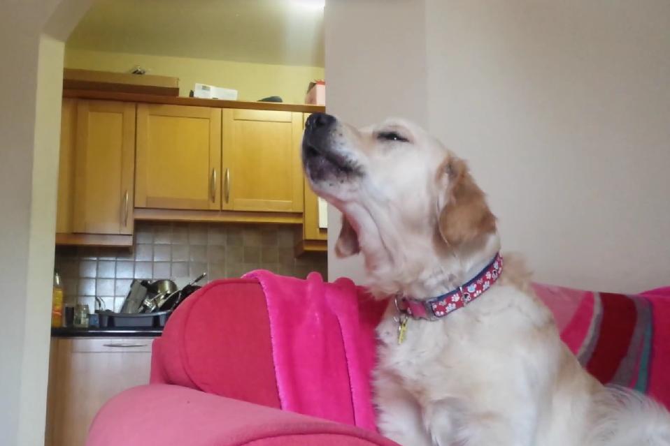 Dogs Usually Play Fetch, But Not This Golden Retriever! He Simply Likes To Sit On The Couch And…..Sing??