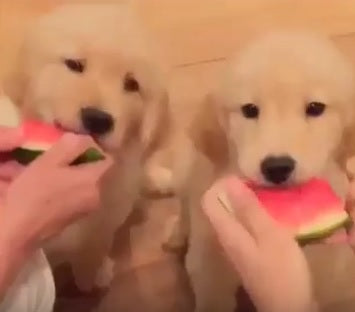 These Two Golden Retriever Puppies Just Love To Eat…Watermelon!
