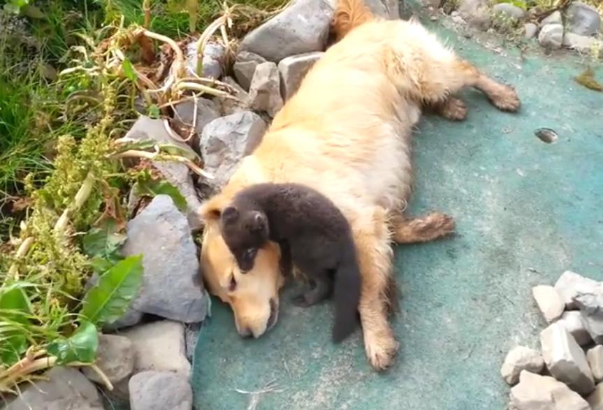 Cuteness Overload! Golden Retriever Is Playing With A Polar Fox!