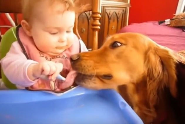 Golden Retrievers And Babies Loving Each Other Are The Cutest Thing You Will Ever See!