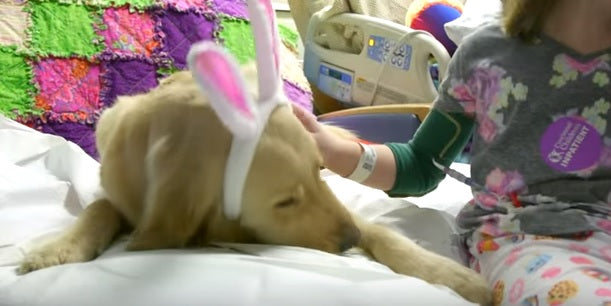 A Sick Little Girl Hadn't Smiled In MONTHS, But When She Met This Golden Retriever Something Wonderful Happened!