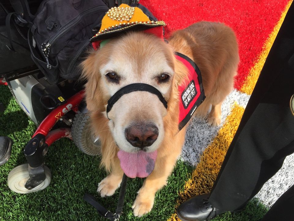 Golden Retriever Marches With Human And Brecksville-Broadview Heights Band!