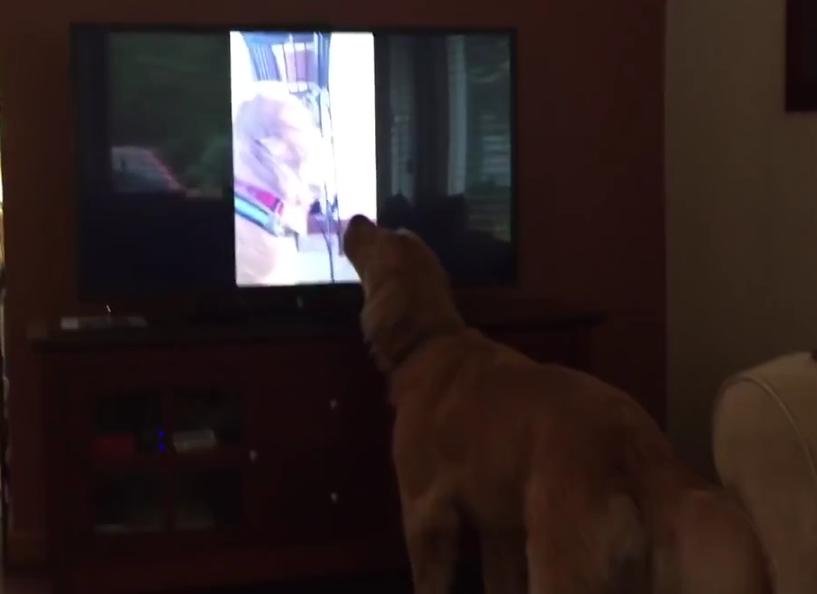 Golden Retriever Sings A Duet With Himself On TV!