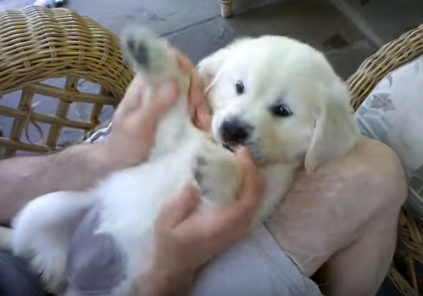 Emma The Peek A Boo Golden Retriever Puppy Will Melt Your Heart!