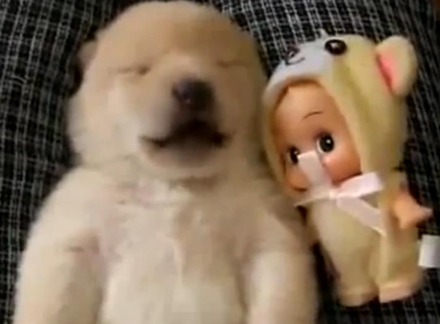 Adorable Golden Retriever Puppy Barks In His Sleep!