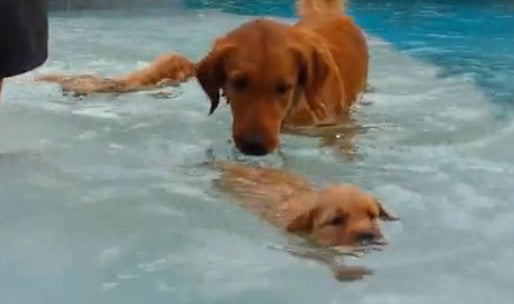 Brave Golden Retriever Puppy Leads The Pack And Learns To Swim!