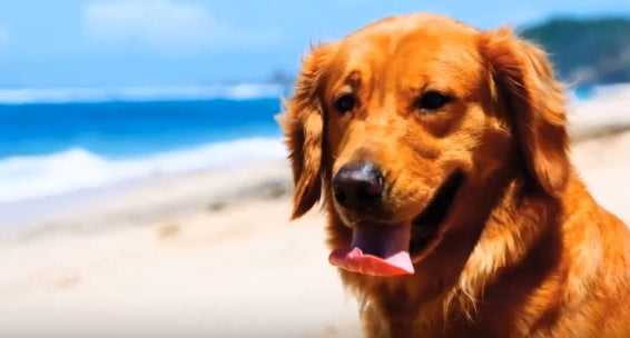This Is The Only Golden Retriever Review That You Need To See Before You Get A Golden Retriever!