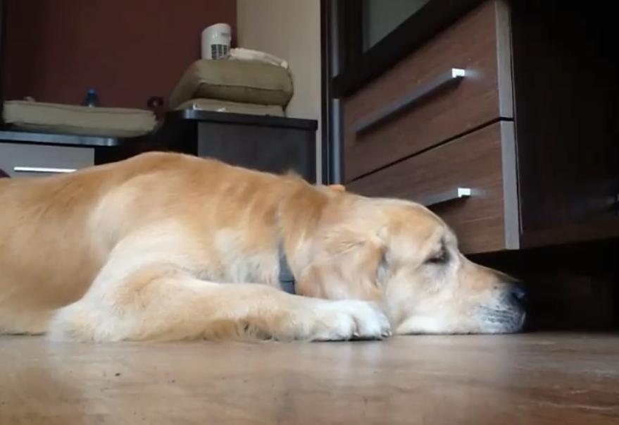 Golden Retriever Feels Sad Because His Ball Is Out Of Reach!