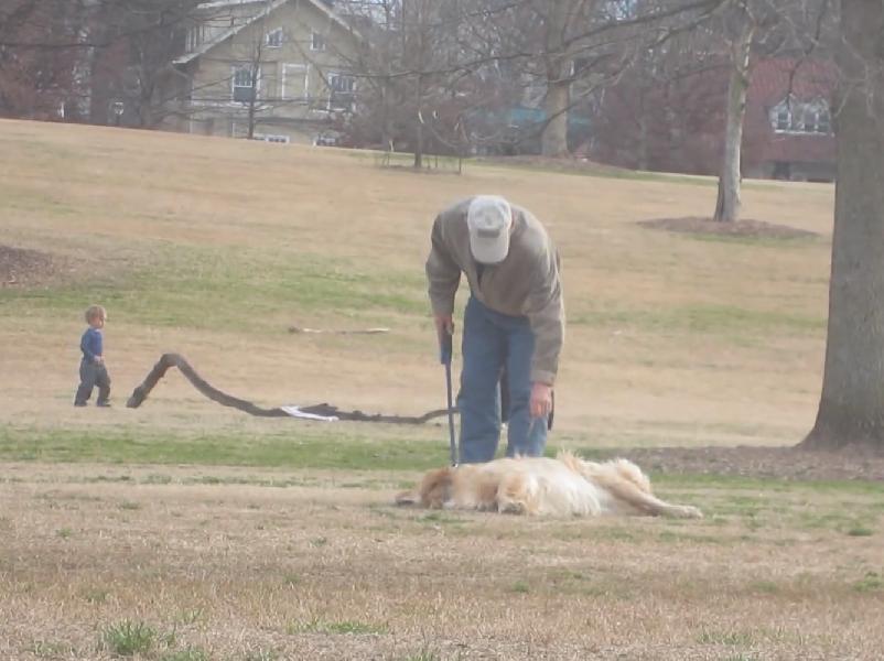 This Golden Retriever Loves The Park So Much That His Owner Needs To Literally Drag Him Out Of It!