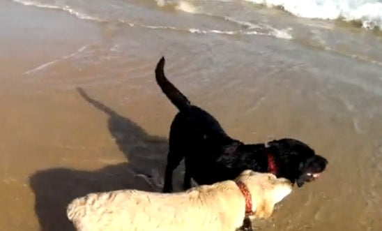 Three Labs Go Wild For Spring Break!