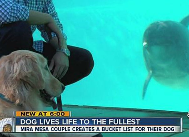 Dying Golden Retriever Gets ‘Bucket List’ Wishes!