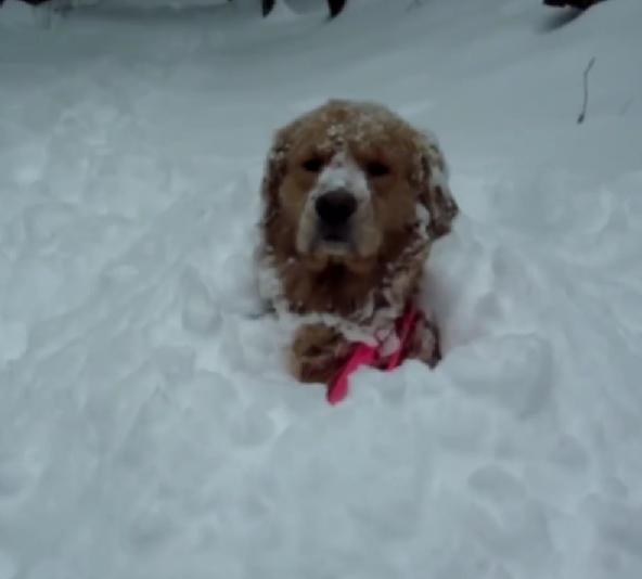 This Golden Retriever's Trick In The Snow Made His Owner Laugh So Hard While Filming The Whole Situation!