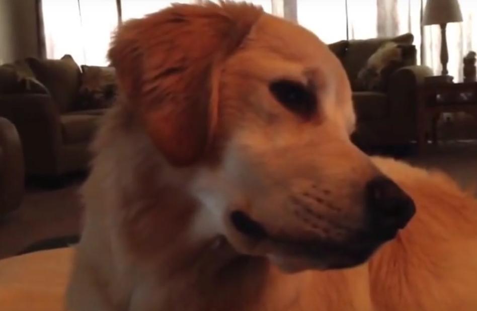 Awww! Golden Retriever Puppy Recognizes Person's Voice On A Video And His Reaction Is Priceless!