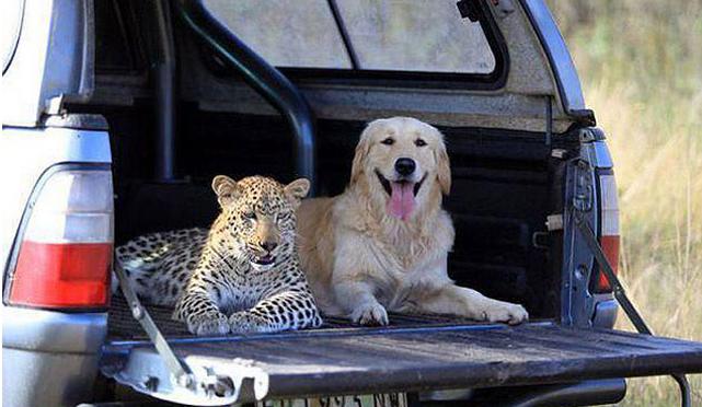 Golden Retrievers Can Make Friends With Anything!