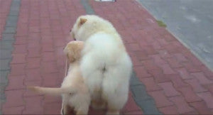 Golden Retriever Puppy Tries To Take Chow Chow For A Walk!