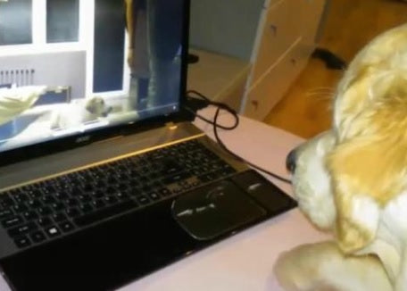 This Golden Retriever Is Watching A Video Of Herself Learning Dog Tricks!