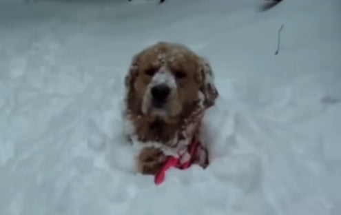 Top 10 Funniest Golden Retriever Videos Ever!