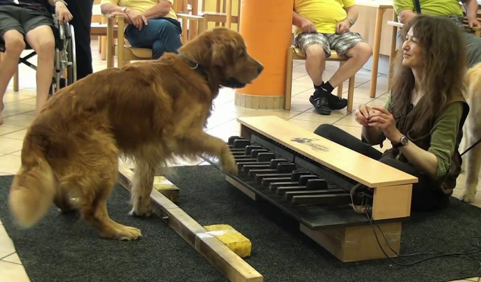 This Amazing Piano Playing Golden Retriever Helps Cheer Up Nursing Home Residents!