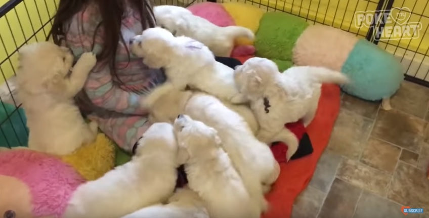 Girl Swarmed By Golden Retriever Puppies Loves Every Moment Of It!