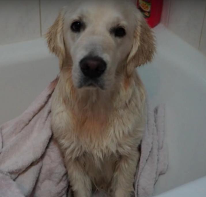 Video: Golden Retriever Evolution From 2 to 12 Months!