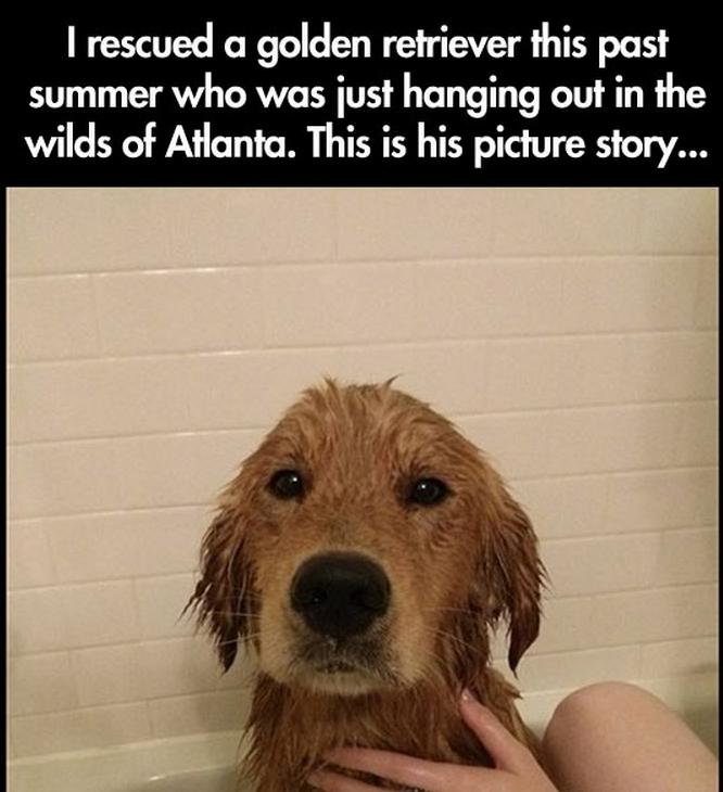 The Amazing Story Of How This Guy Finds A Golden Retriever In Terrible Condition And Saves Him!