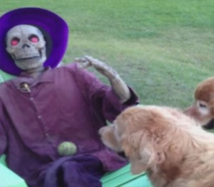 Funny Golden Retriever Asks Halloween Skeleton To Throw His Ball!