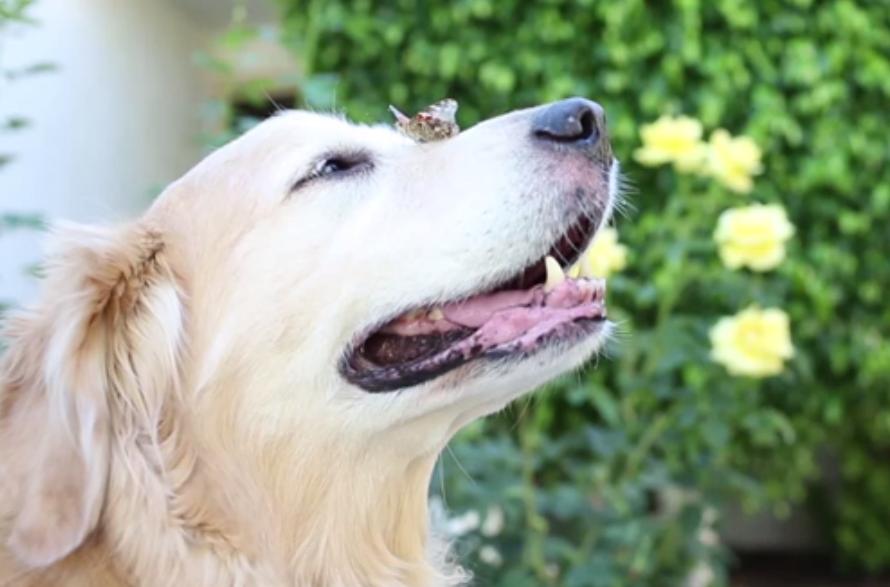 This Golden Retriever Is Having A Great Time With His Butterflies!