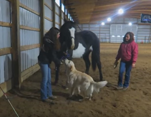 Golden Retriever Meets A Horse And LOVES It!