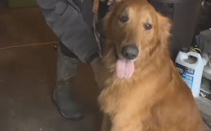 Golden Retriever Lost After Car Crash Makes It Home 18 Months Later!