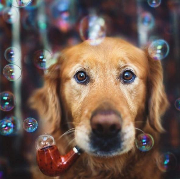 This Golden Retriever Is The Cutest Instagram User You Will Ever See!