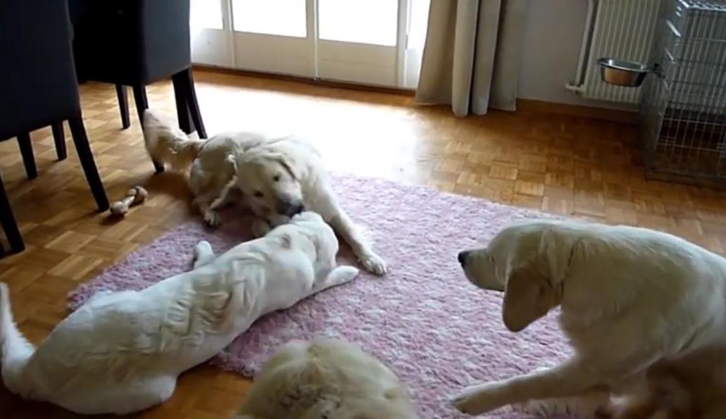 Home Full Of FOUR Golden Retrievers Is Always A Fun Home!