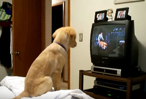 This Golden Retriever Is Proof That Dogs Are Just Like Us!