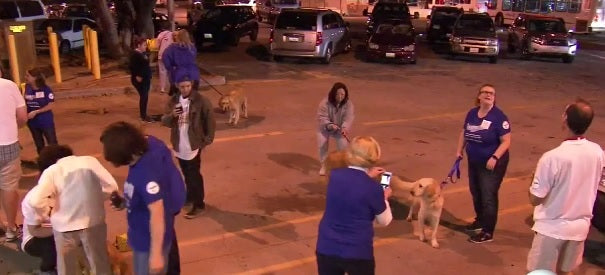 20 More Golden Retrievers Rescued From Turkey, Ready For Their Forever Homes!