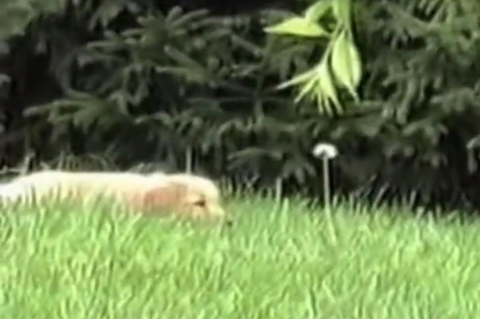 Something Is Waiting To Attack This Golden Retriever Puppy, And It Is Super Cute!