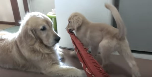 This Is The World's Most Patient Golden Retriever!