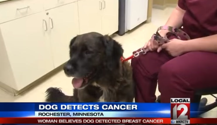 Single Mother Of 2 Believes Family Golden Retriever Mix Detected Her Breast Cancer!